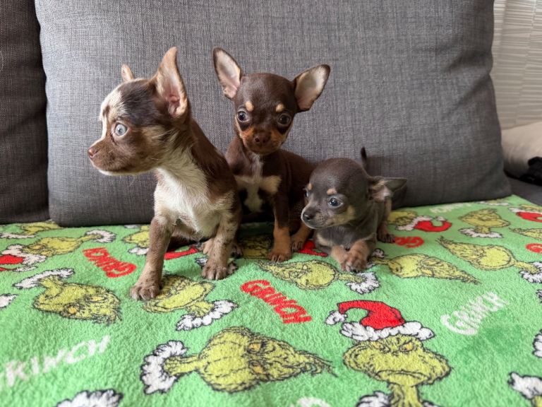 Chihuahua puppies born 8.07.26 ready now.