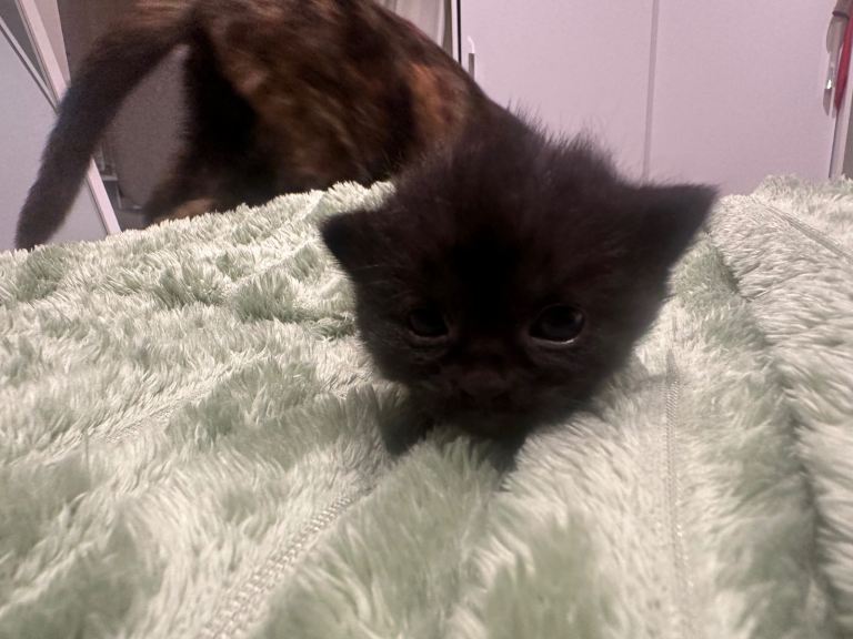 4 kittens for sale (seperate or together)