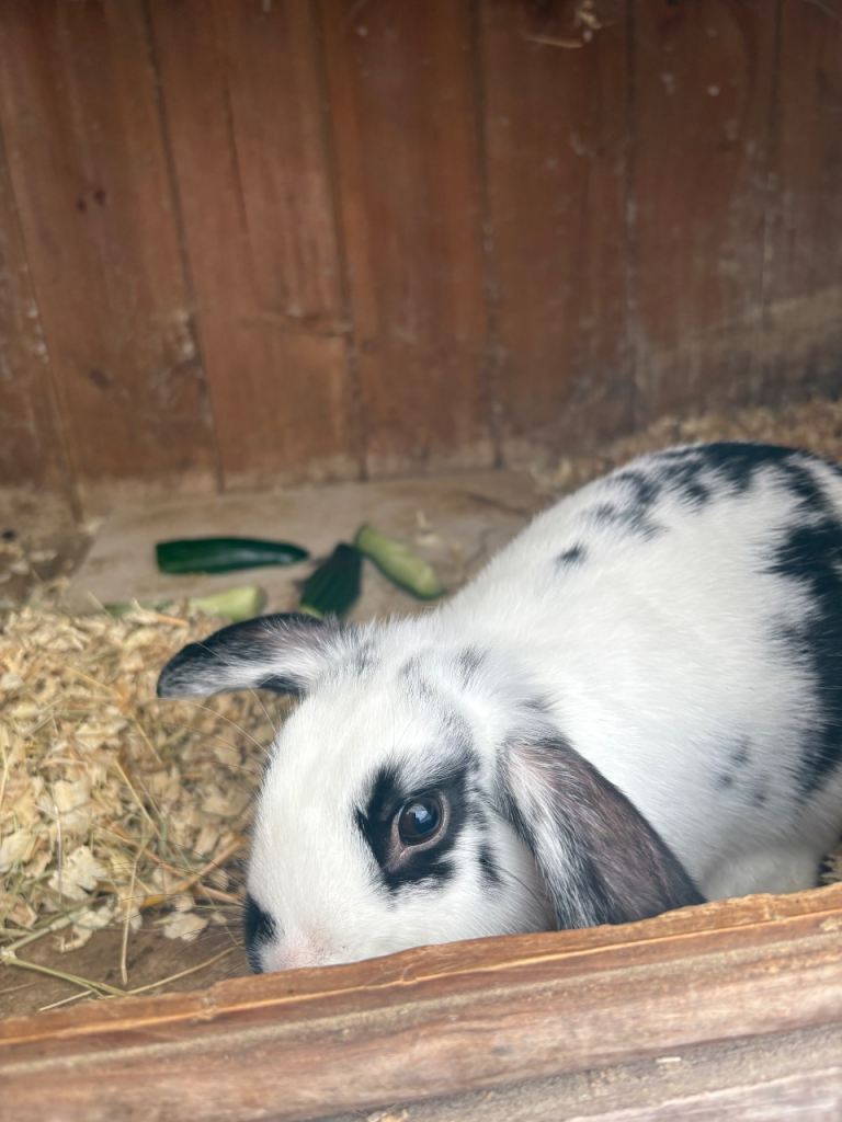 Mini lop baby rabbits (2 boys left)