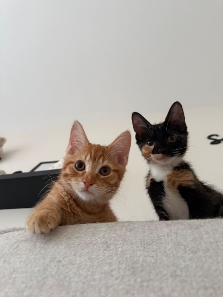 Sister Kittens for sale 