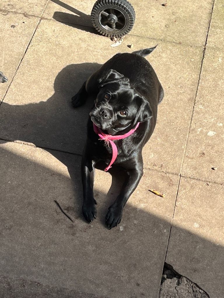 Puggle