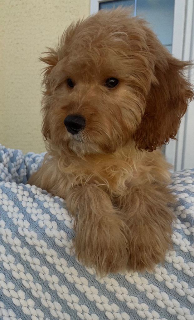 Pra clear cockapoo for sale