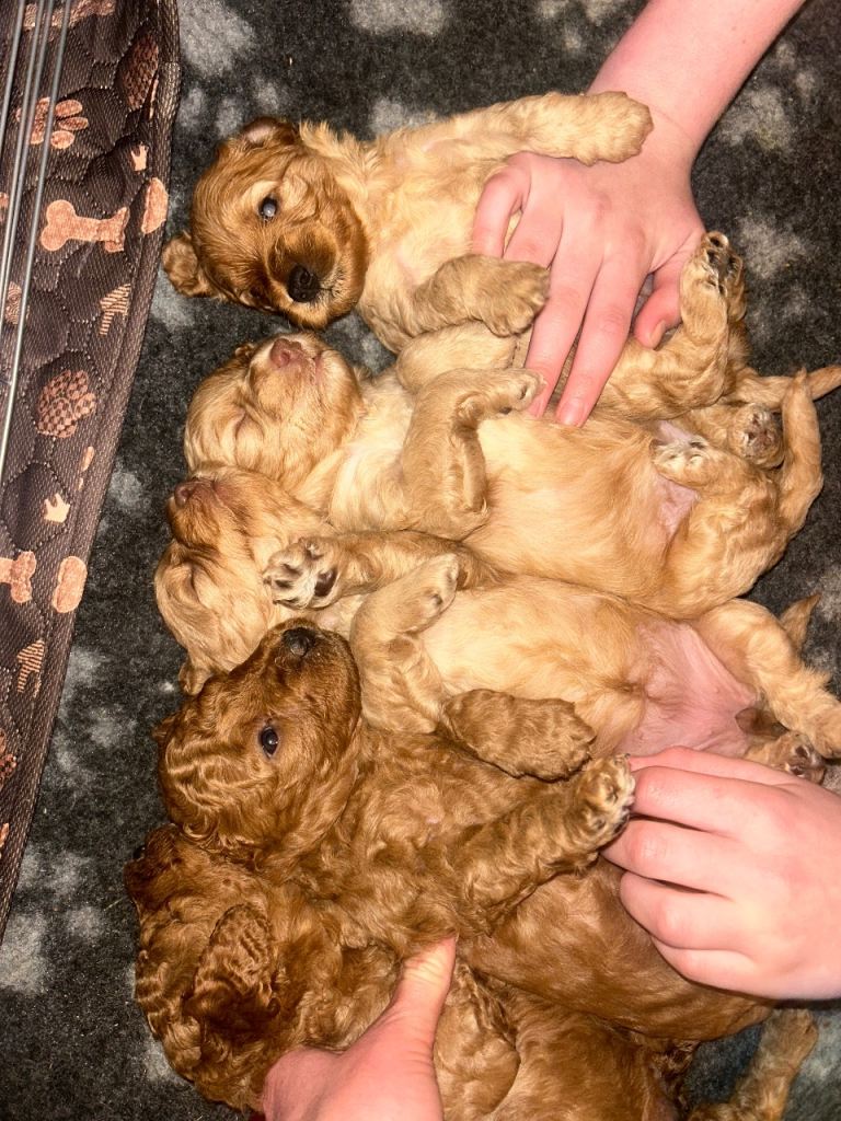 Cockapoo Puppys 