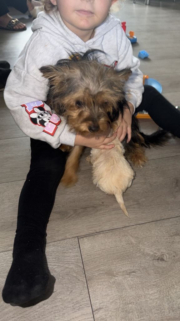 Yorkies 