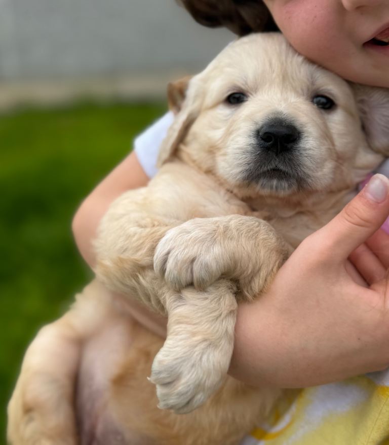  Golden Retriever Pups
