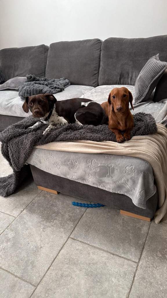 Re homing Frank and beni 