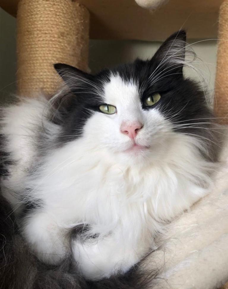 Norwegian Forest Cat