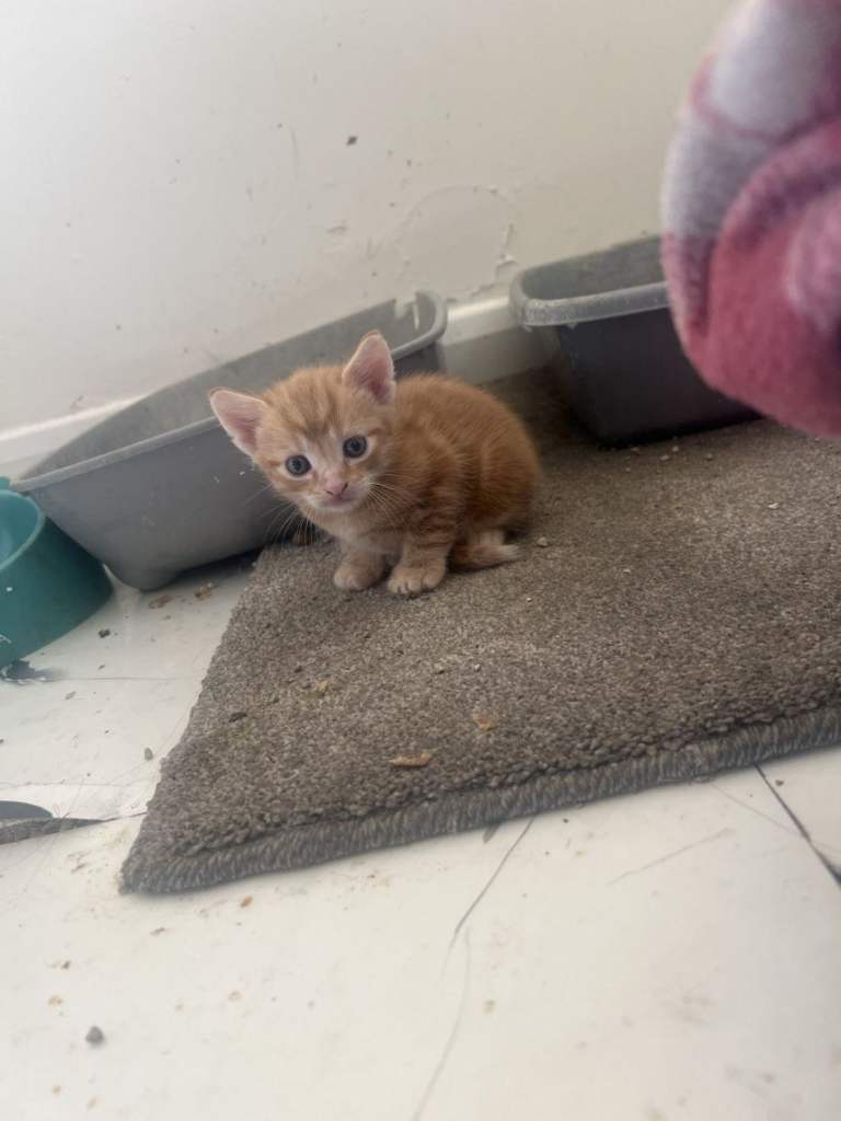Ginger kitten