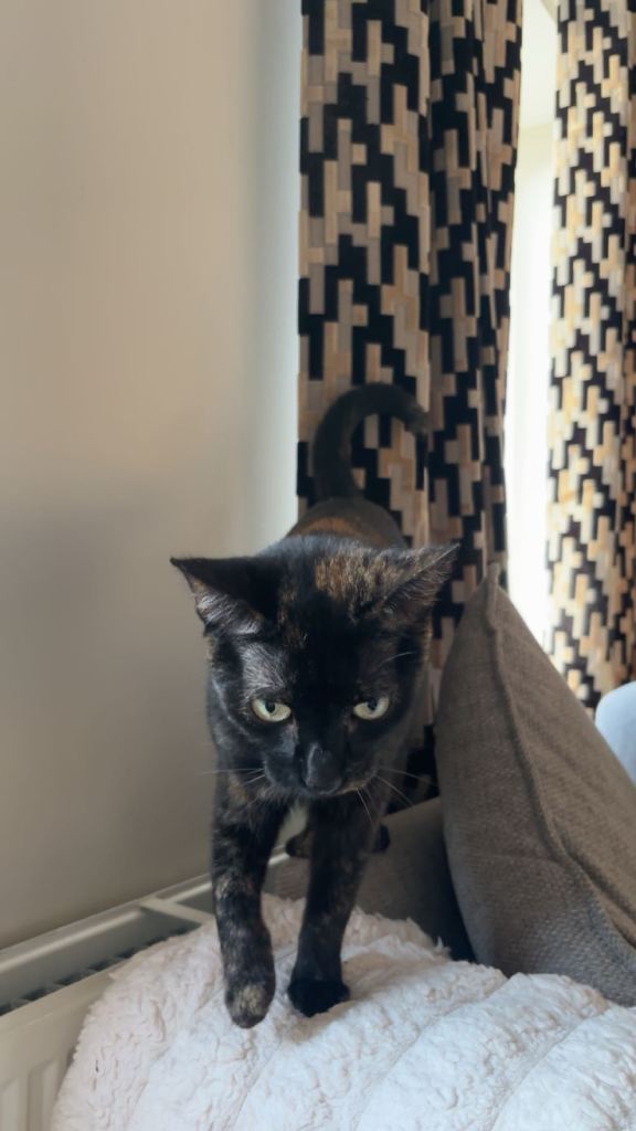 2 year old female torti 