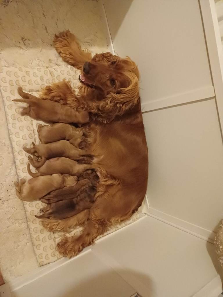 Show type cocker spaniel puppies