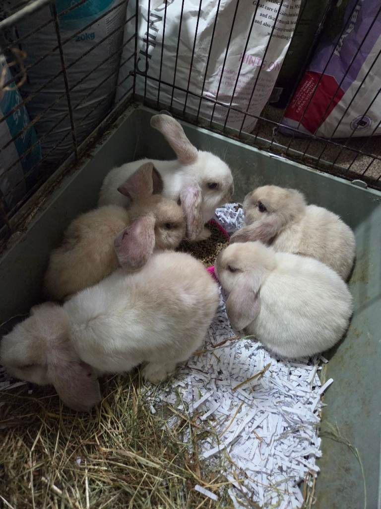 Lionlop boys for sale