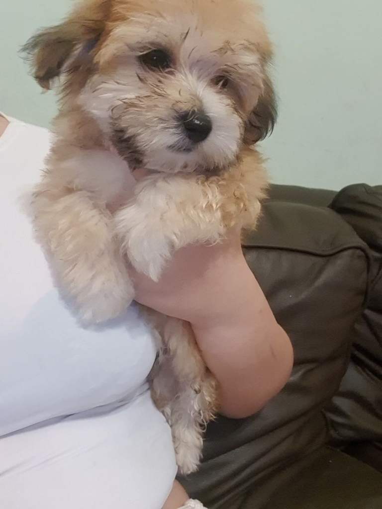 Bichon 