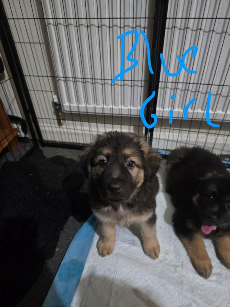 German Shepherd x American Bulldog puppies
