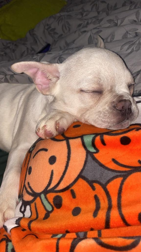 French bulldog 