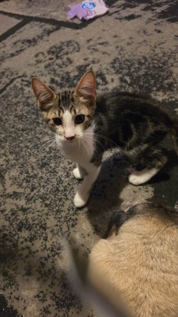 Beautiful maine coon cross kittens 