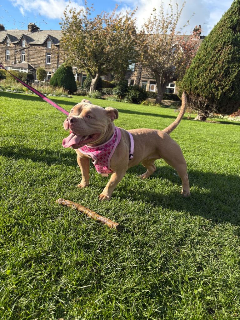 2 year old female pocket Bully 