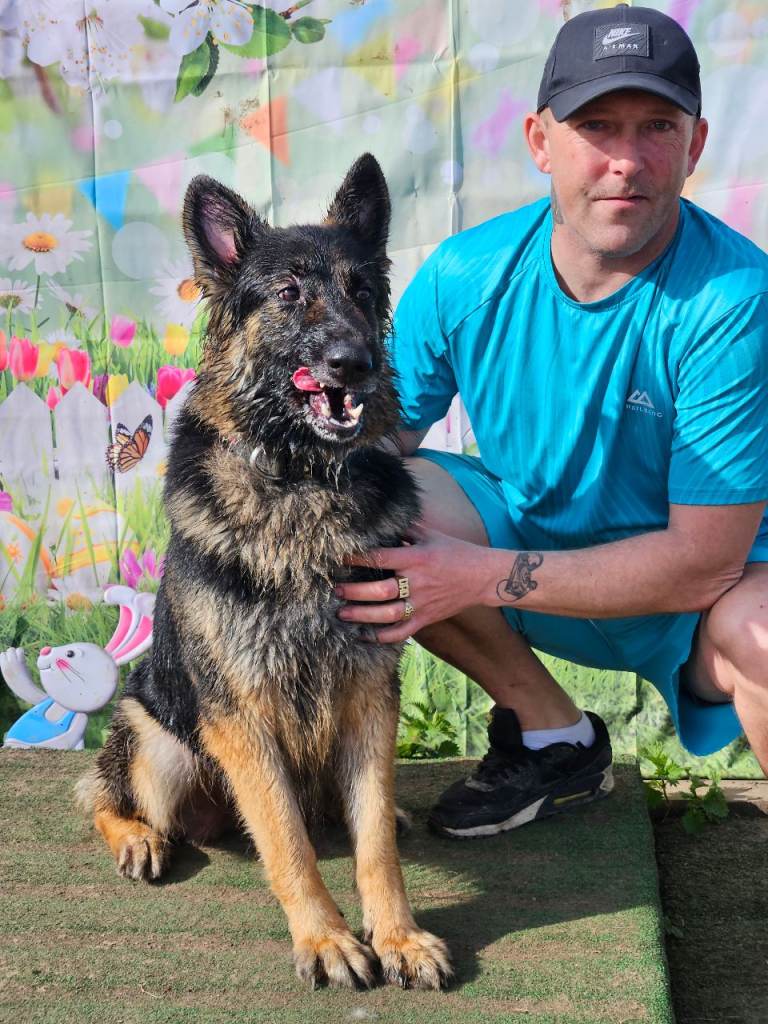  german shephard puppy