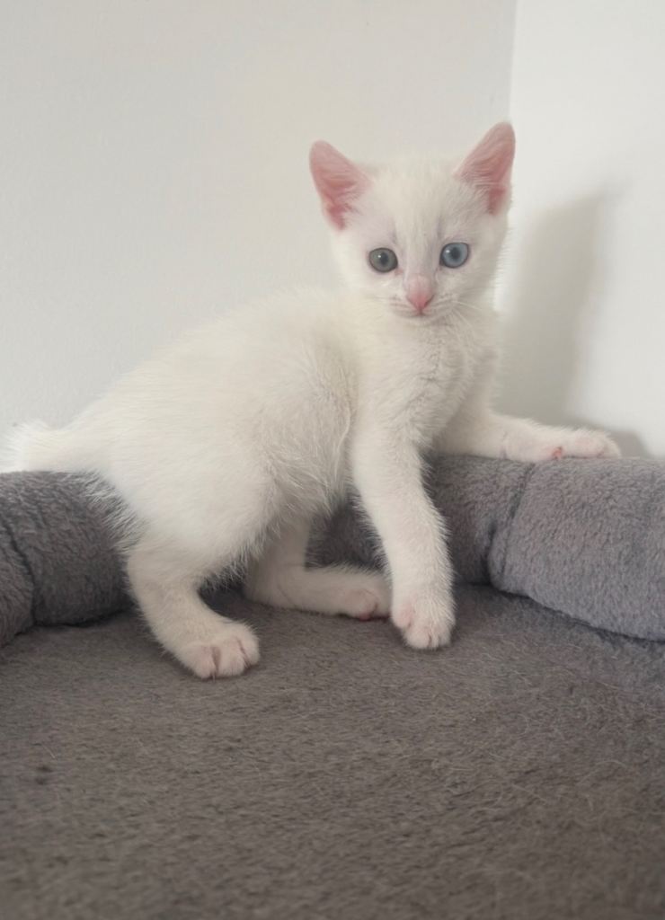 Kitten 