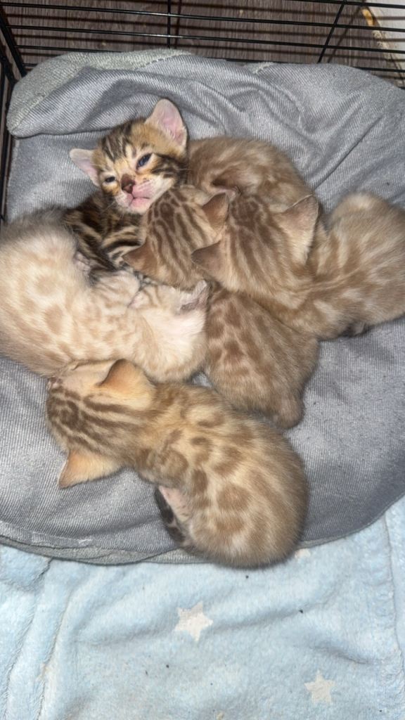 Bengal kittens 