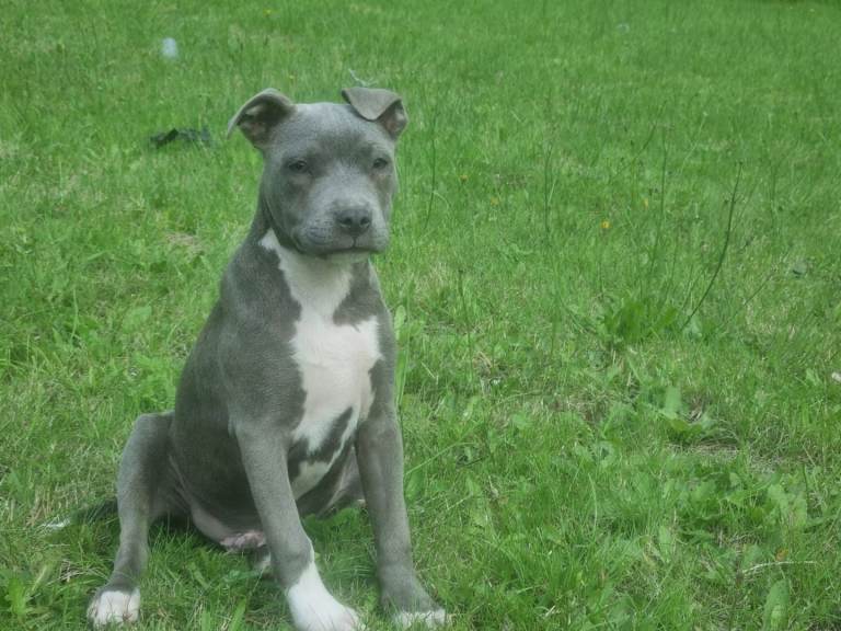 Staffordshire bull terrier pupy