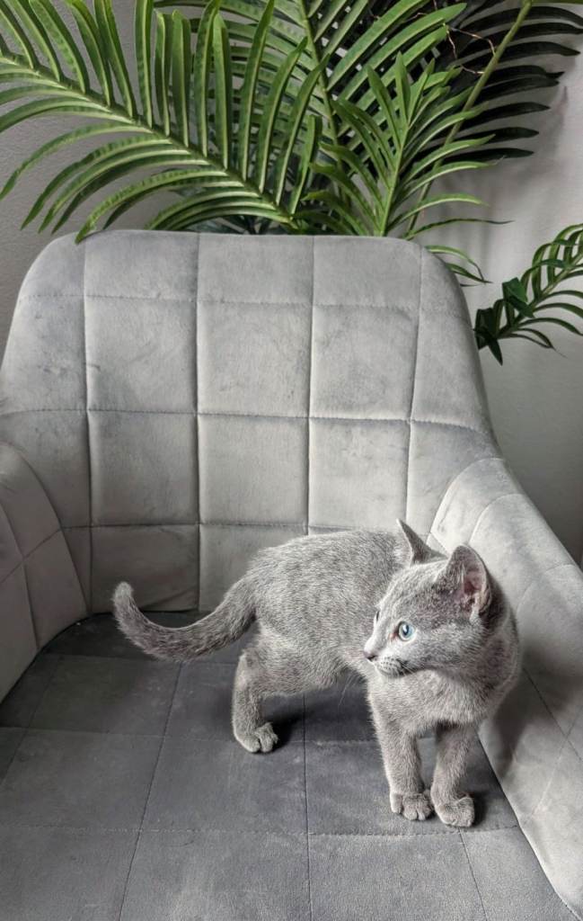 Adorable TICA-Registered Pure Russian Blue Kitten 🐾 💙