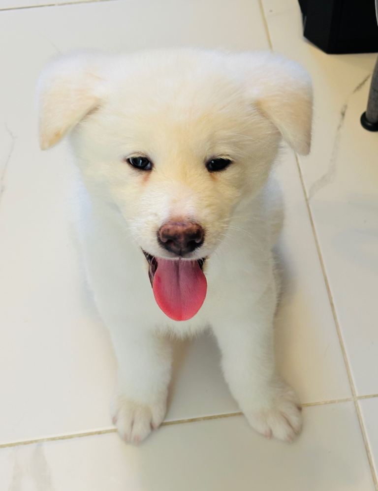 Gorgeous Japanese Akita puppy boy for the right home💜