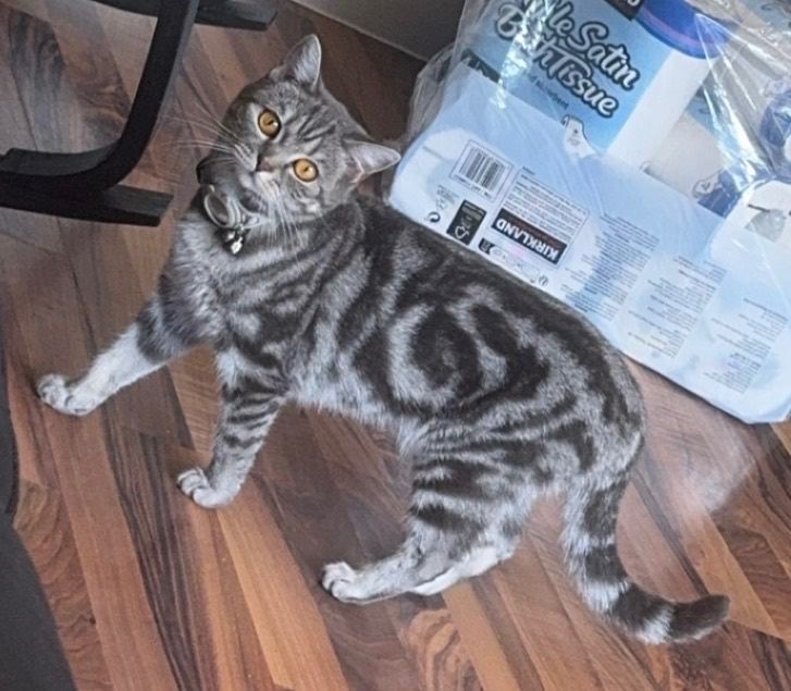 Stunning silver British shorthair Cat - Ready for a Loving Home