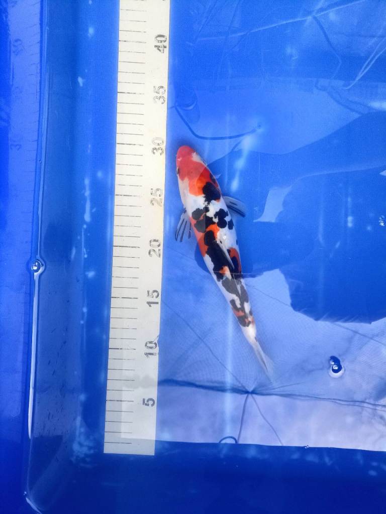 Japanese koi 