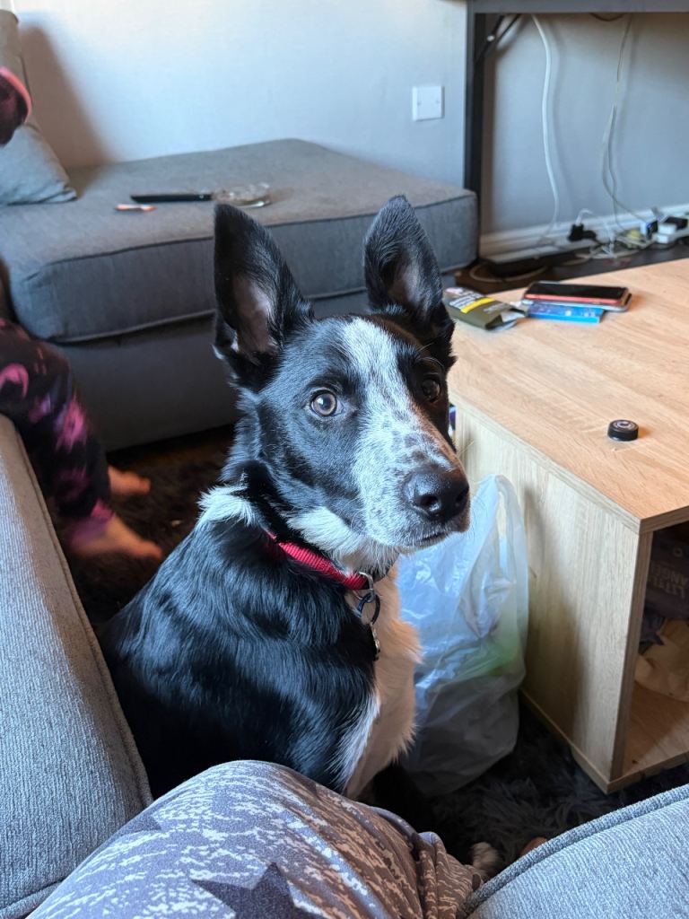 6 month old border collie