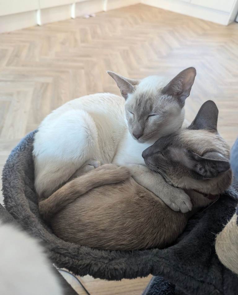 Siamese cats