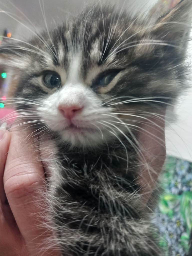 He will be 2 months old on December 17. Thick fur, nice and friendly boy kitten. Rare and beautiful.