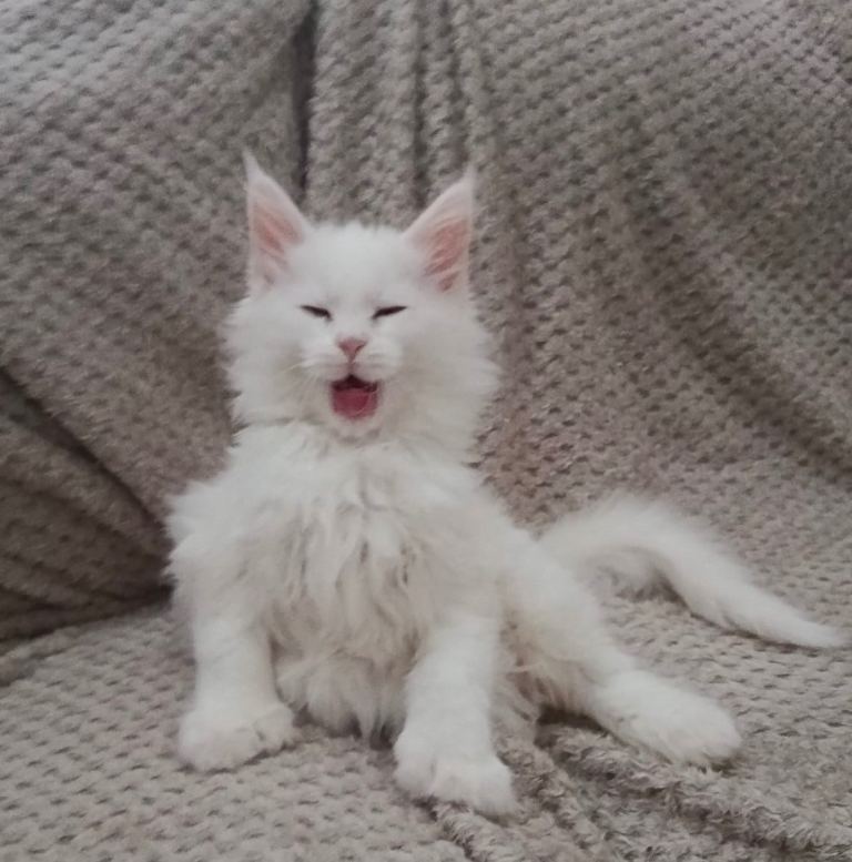 Polydactyl Maine coon kittens 1 BOY LEFT