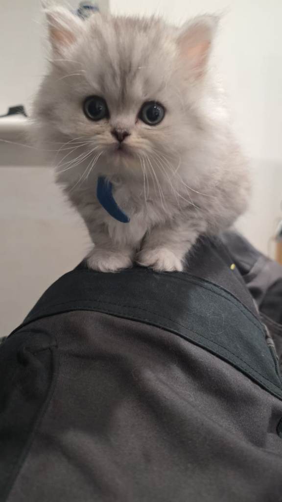 Ragdoll/persian kittens 