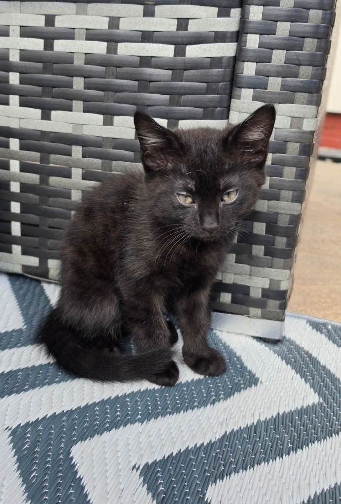 1 Excitable, male  Well Behaved Kitten last of litter