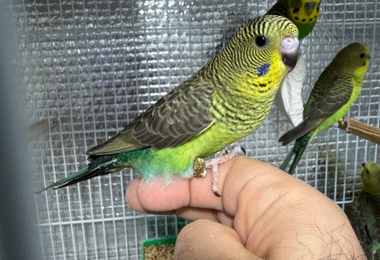 Black wing/split bf budgies 
