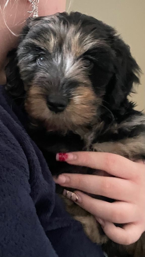 Portuguese sheepdog pups