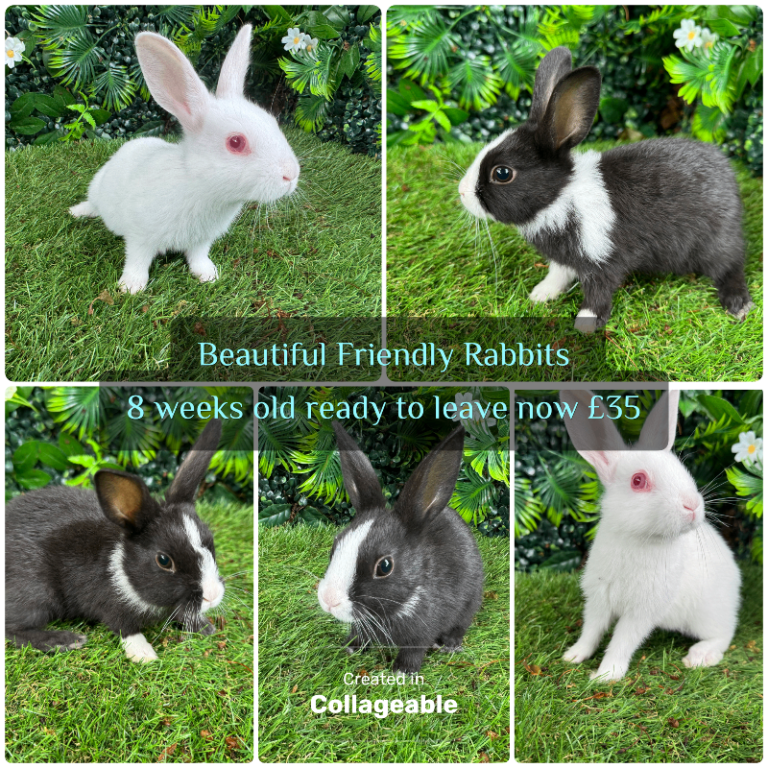 Baby Rabbits - 8 weeks old ready to leave 