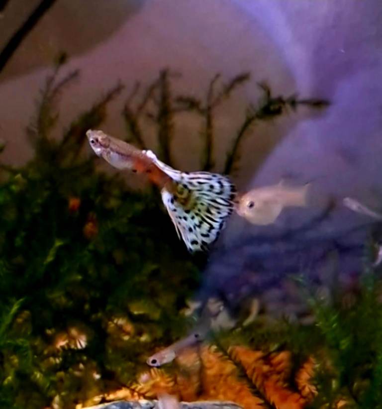 Blue/Red albino topaz mixed guppies 