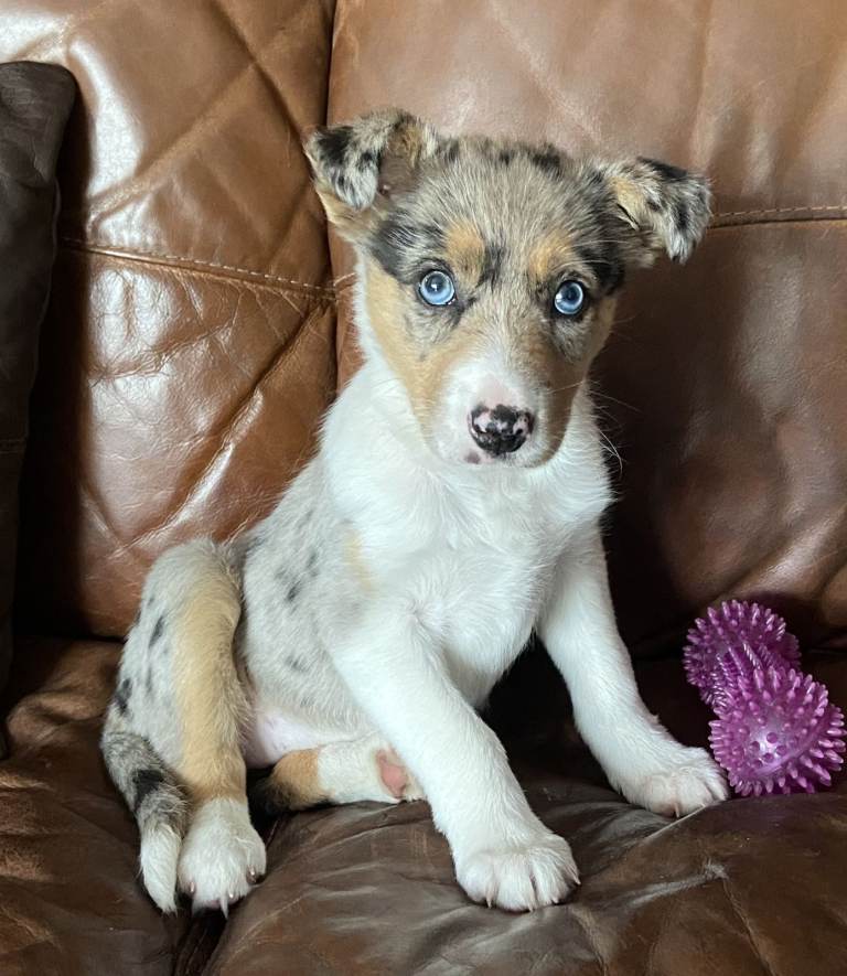 Merle Border Collie Puppy