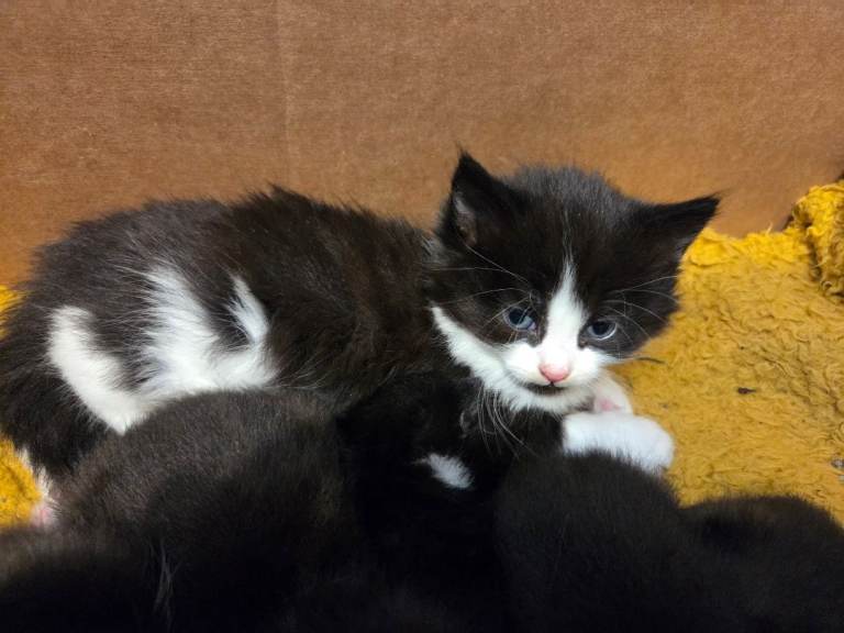 4 kittens for sale.