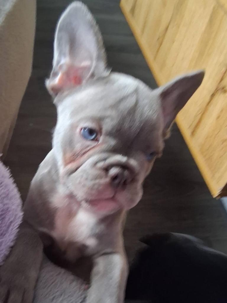 Blue/lilac/chocolate and tan  French bulldog puppies 