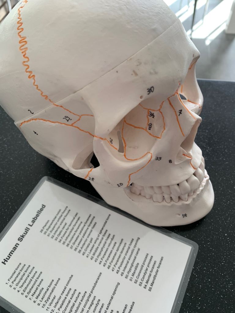Medical skull 