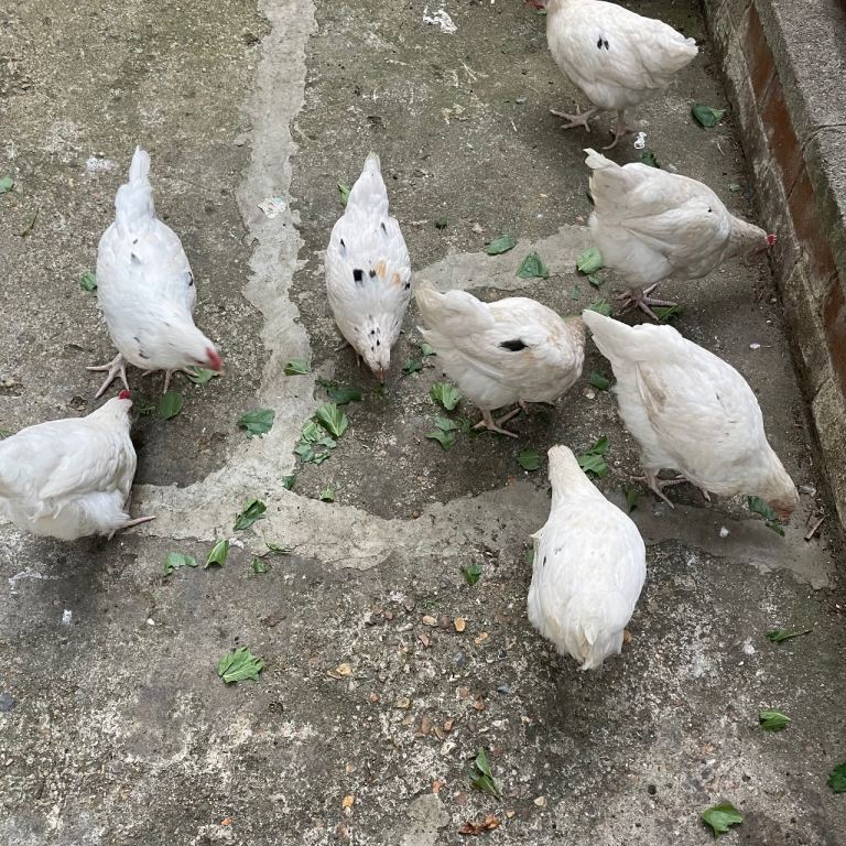£20 each chickens / hens: white leghorn and red Rhode Island