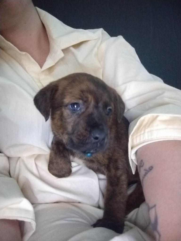 Mastiff mix puppies 
