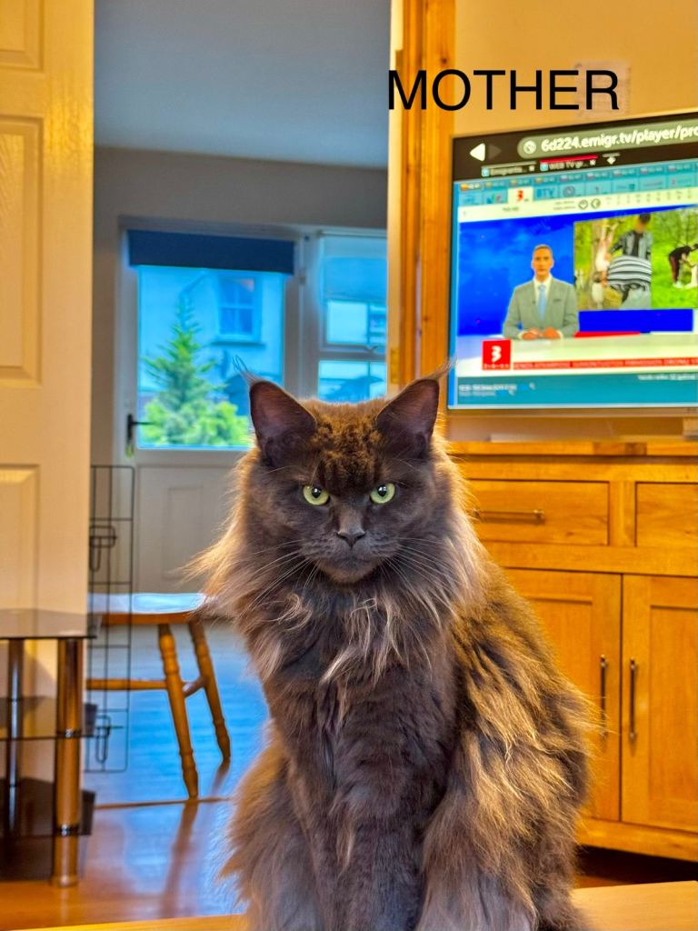 For sale maine coons kitten 