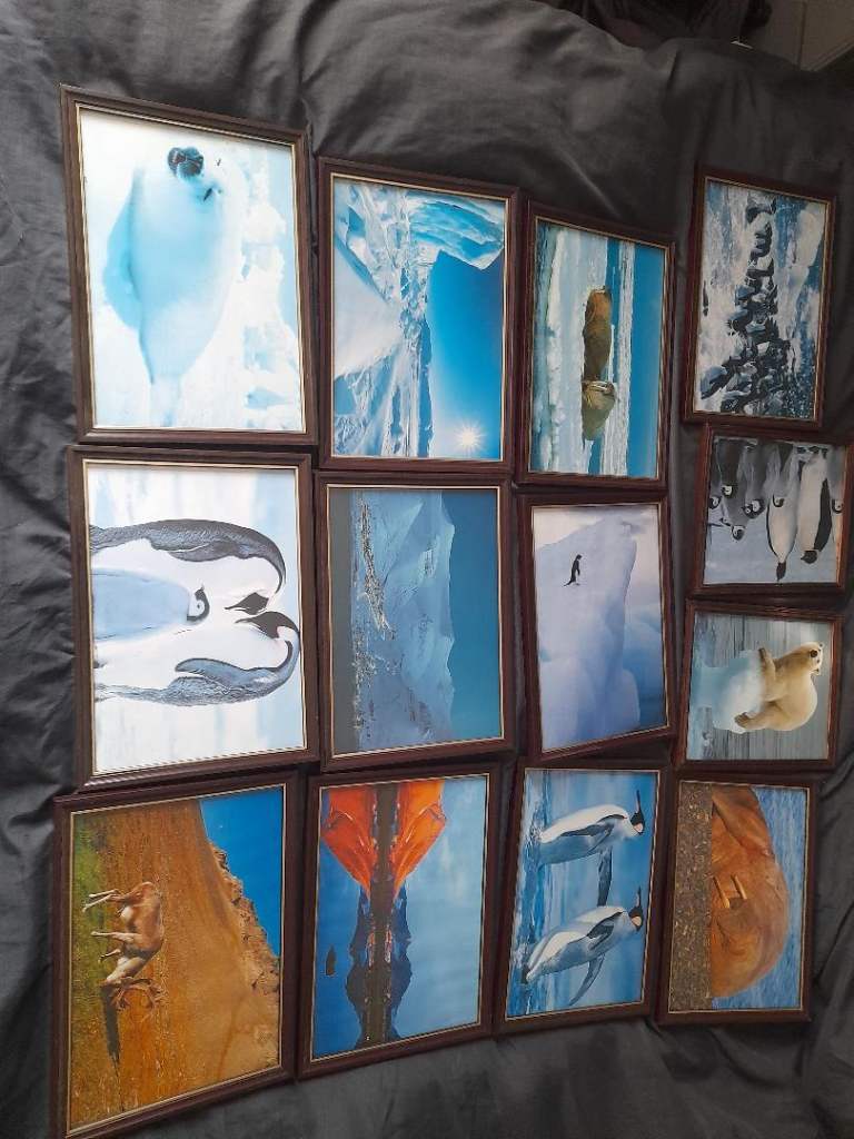 11 (+2) 300mm x 230mm Picture Frames with Glass. Good Condition. Polar themed photos in them