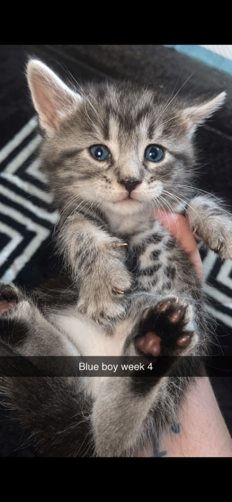 Cute Maine Coon cross Ragdoll kittens
