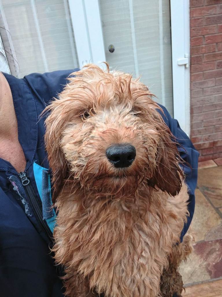 Cockapoo girl