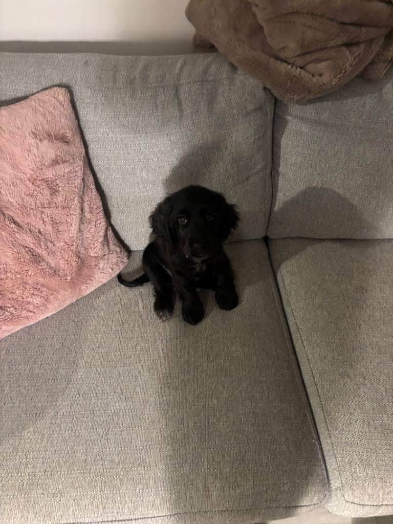 Black cocker spaniel 