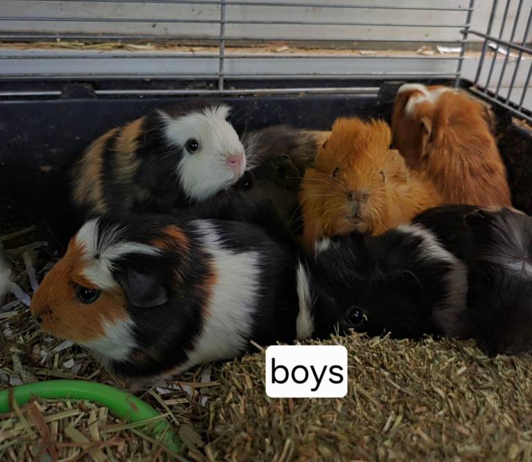 Baby guinea pigs for sale 